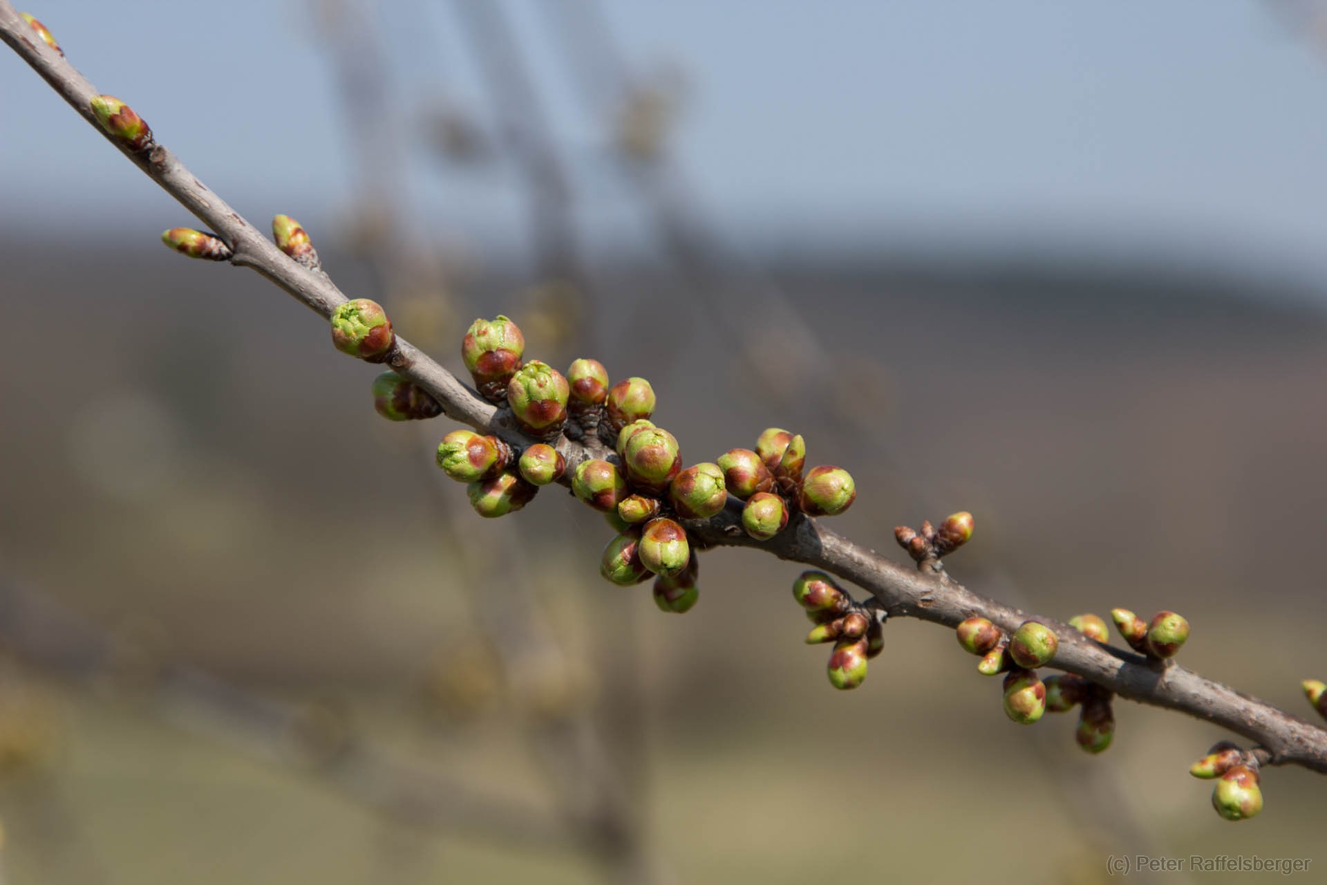 Frühling in Enzersfeld