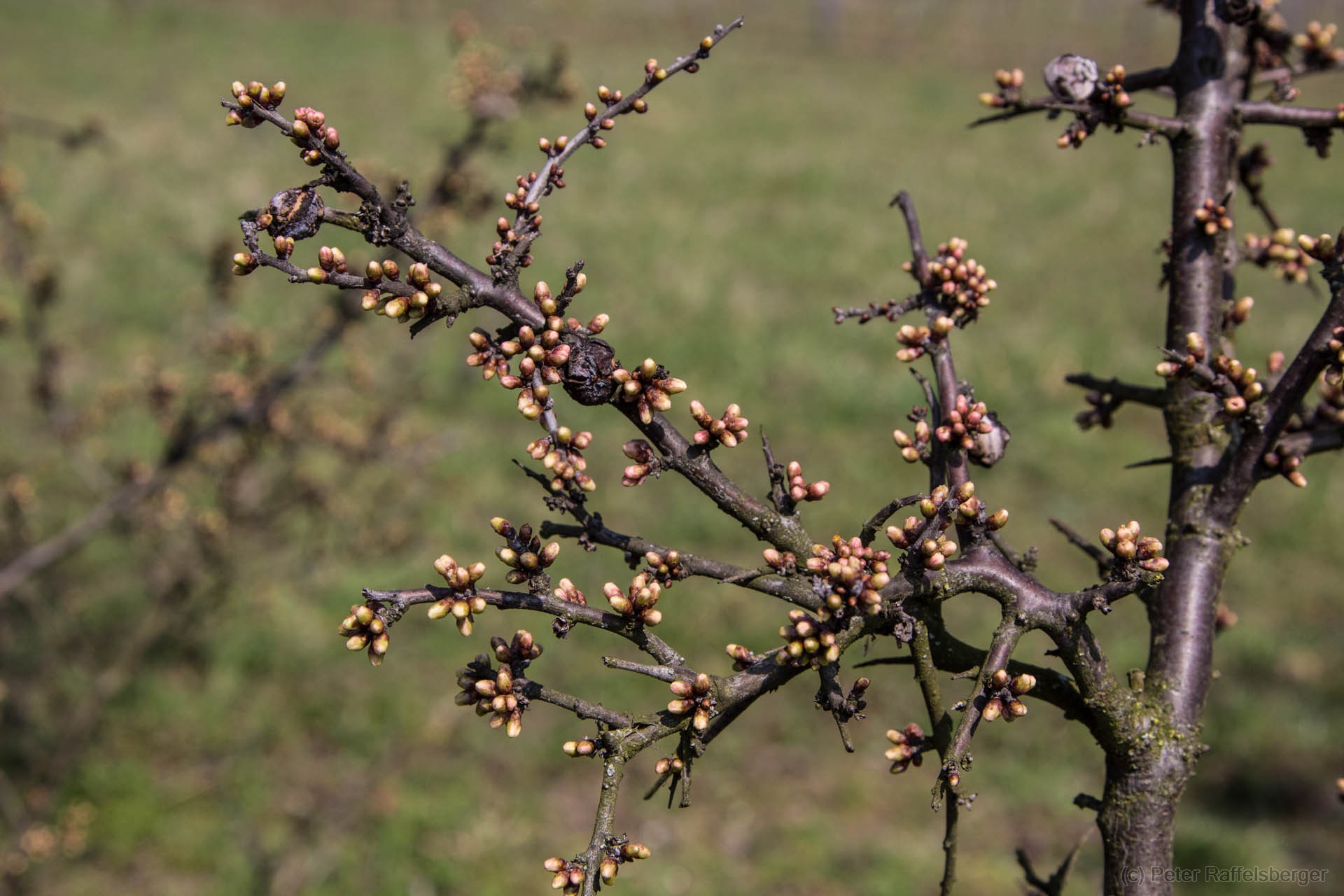 Frühling in Enzersfeld