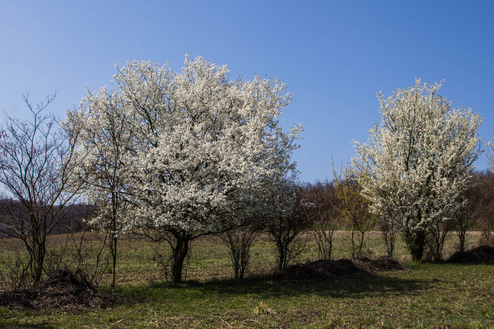 Frühling in Enzersfeld