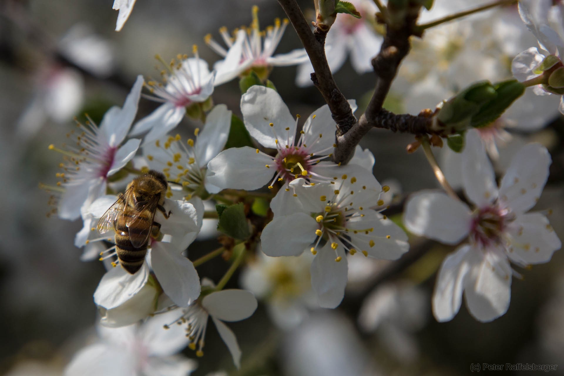 Frühling in Enzersfeld