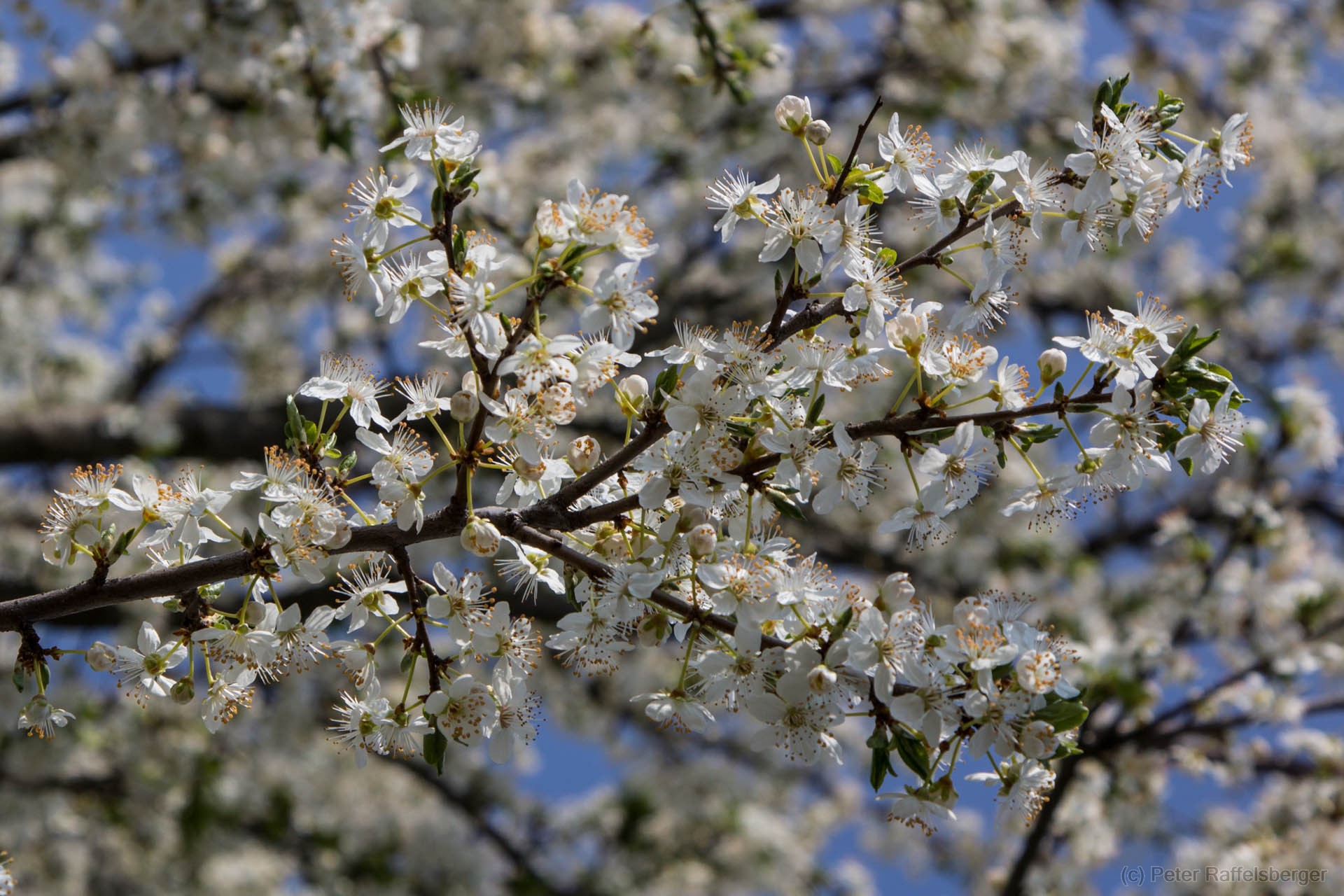 Frühling in Enzersfeld