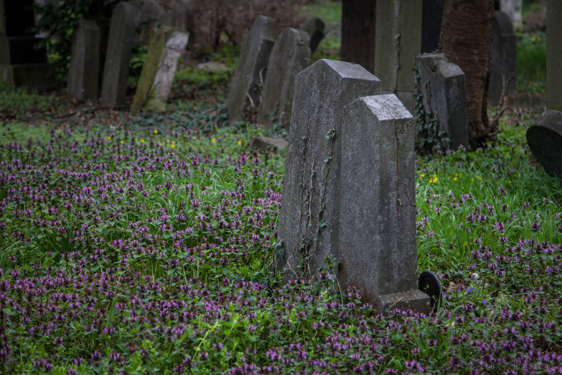 Wien Zentralfriedhof Frühjahr