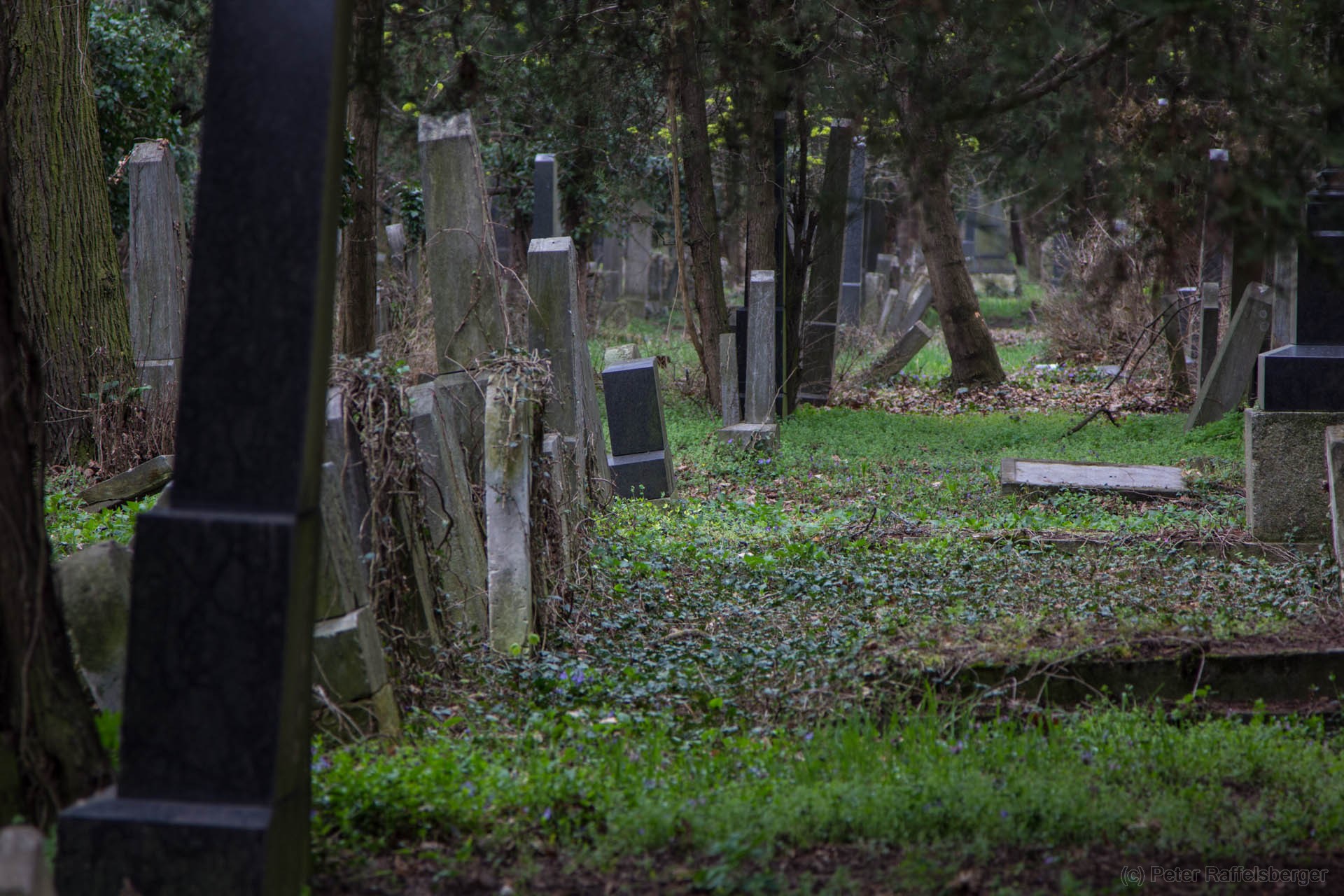 Wien Zentralfriedhof Frühjahr