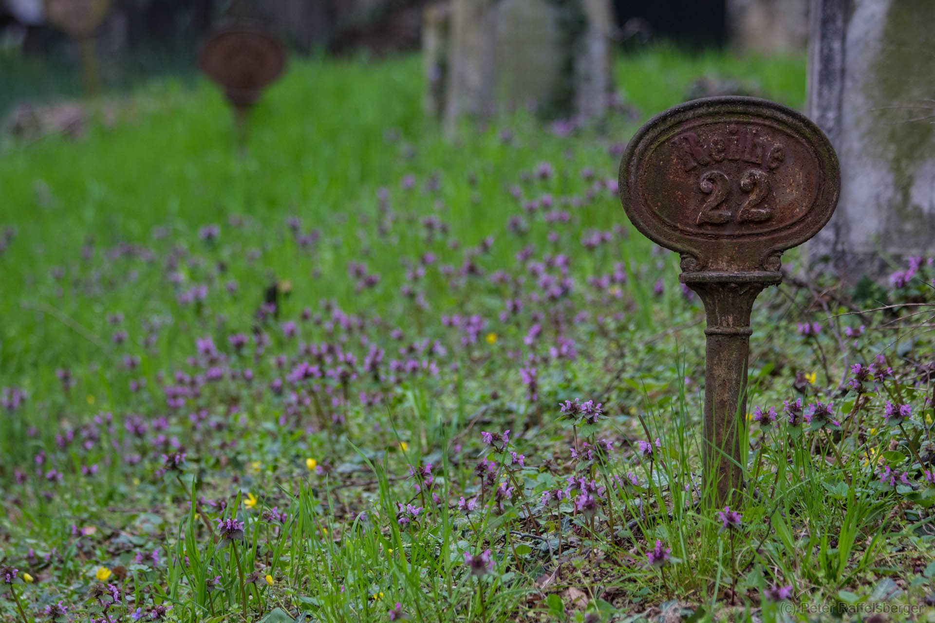 Wien Zentralfriedhof Frühjahr