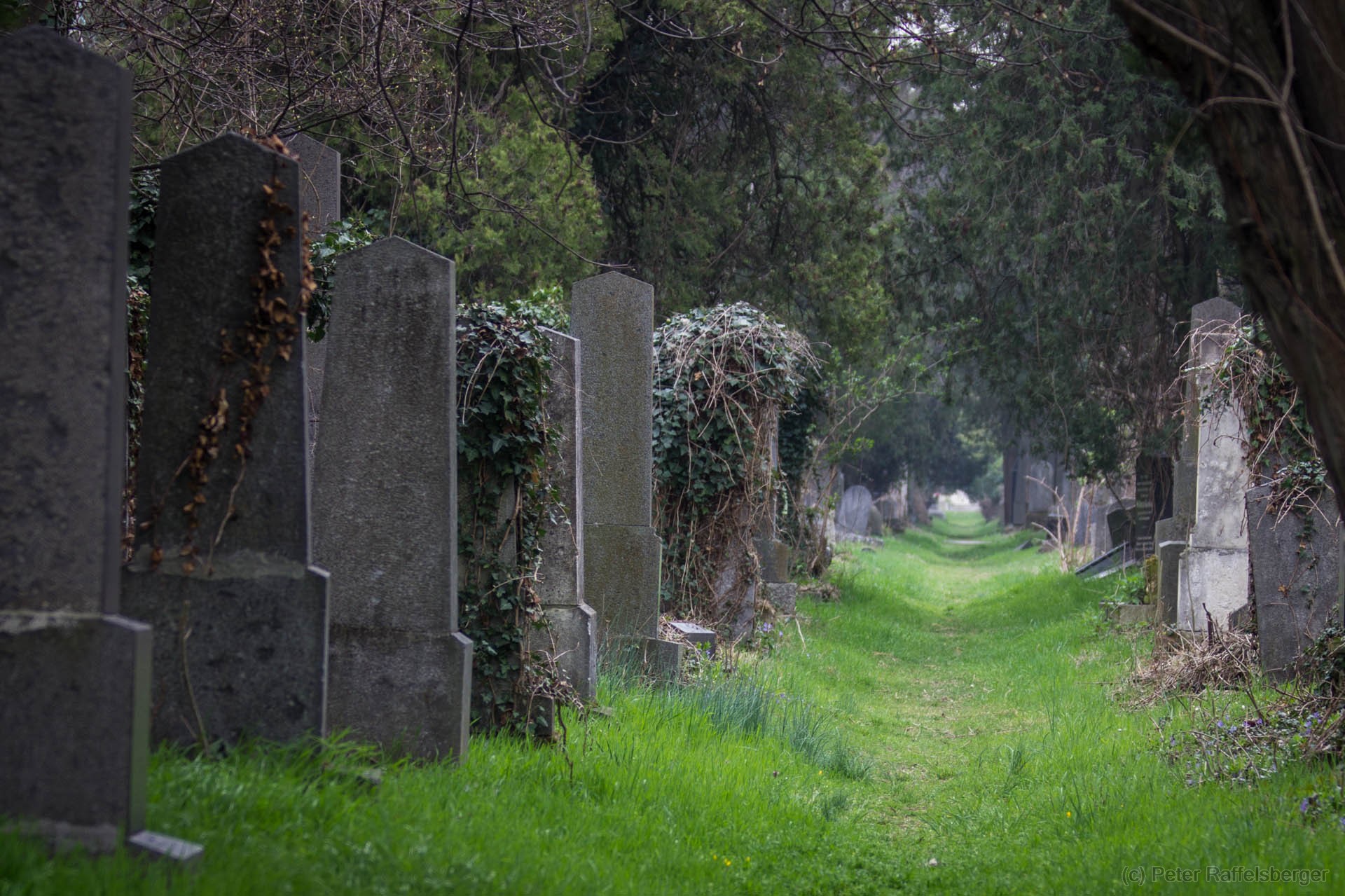 Wien Zentralfriedhof Frühjahr