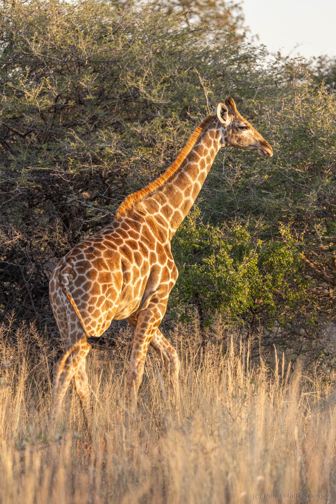 Windhoek, Okonjima, Etosha National Park