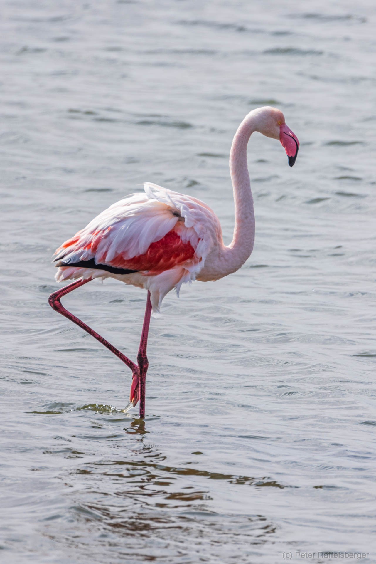 Damaraland, Swakopmund, Walvis Bay