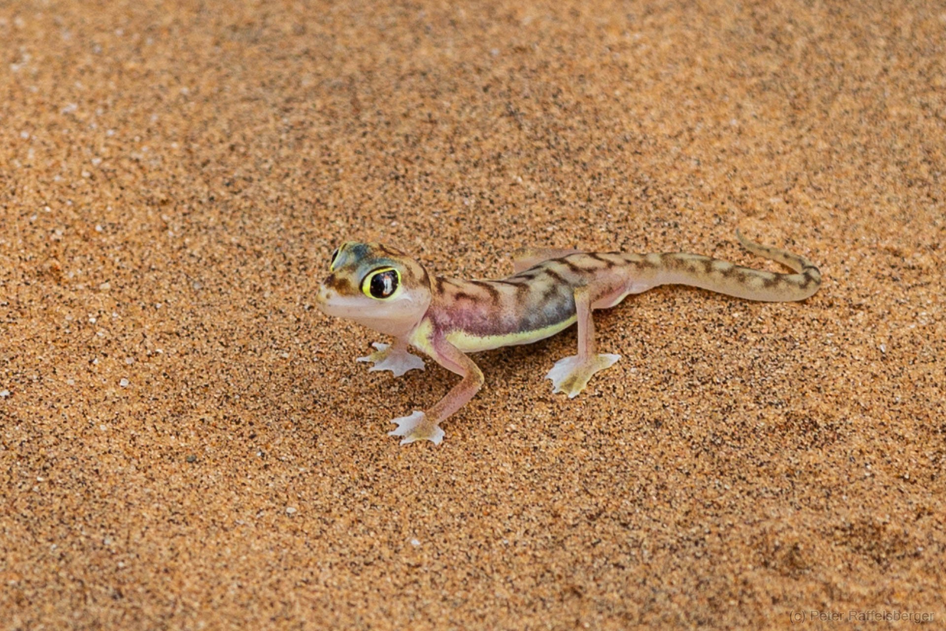 Damaraland, Swakopmund, Walvis Bay